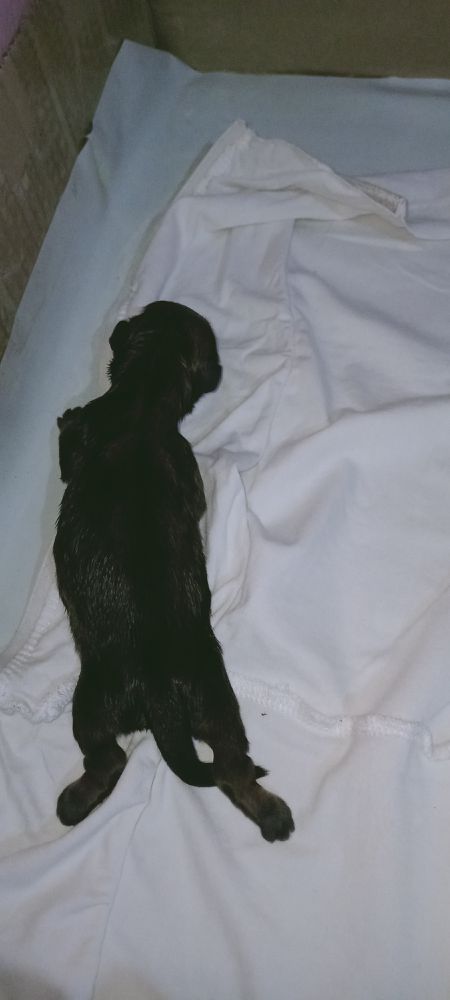 Coco