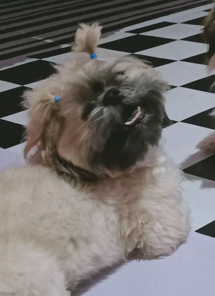 Shianne/Botchok