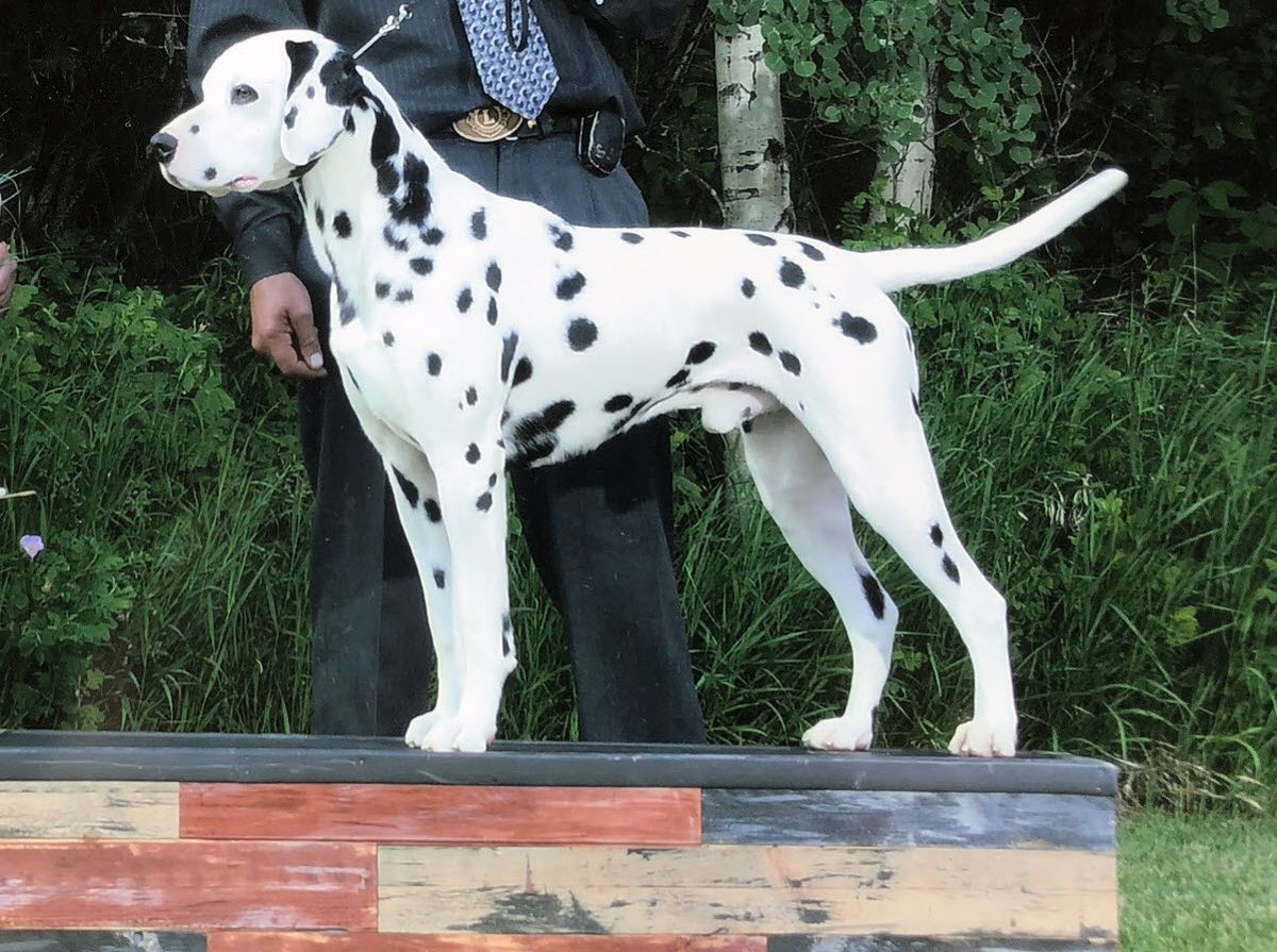 Milo's Here Comes Freddie