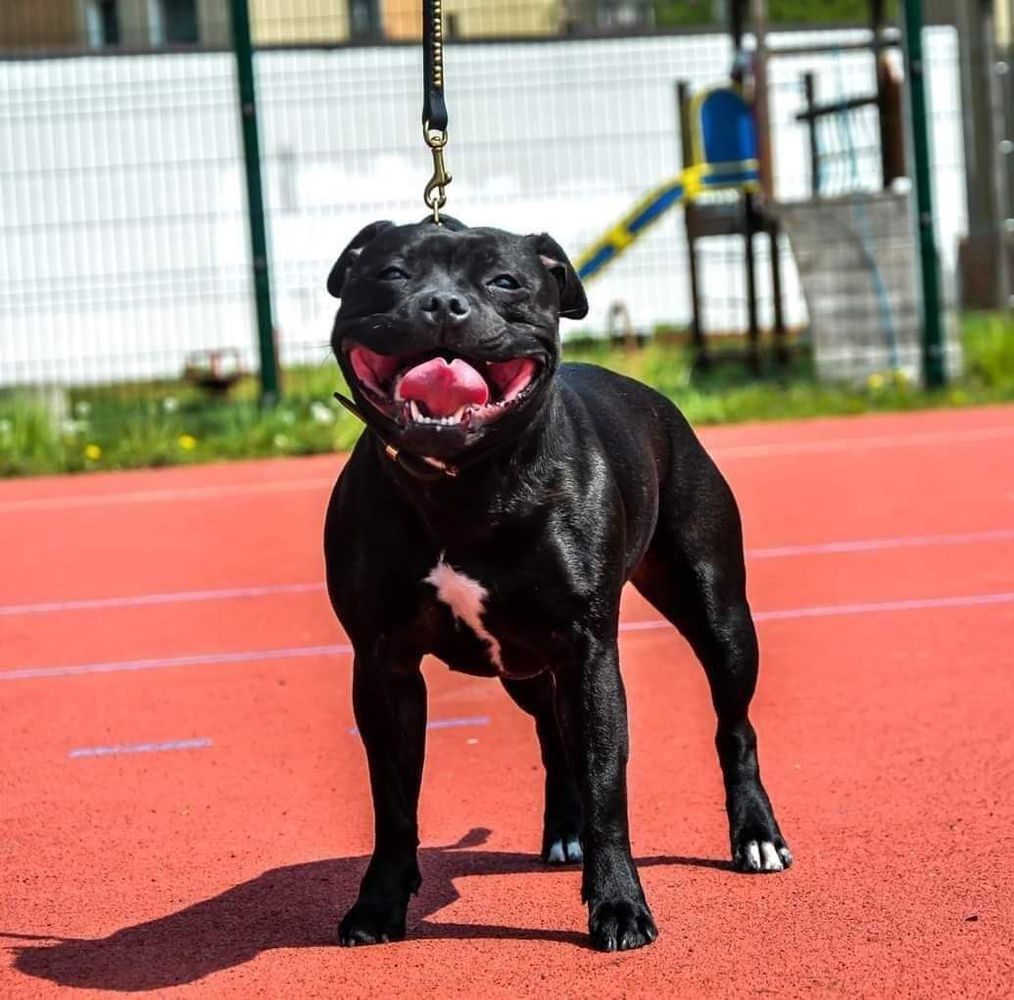 MINNIE MOUSE Cockney Bullysters