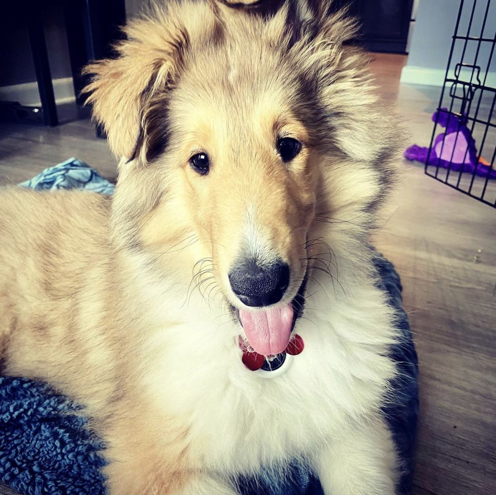 Cooper
