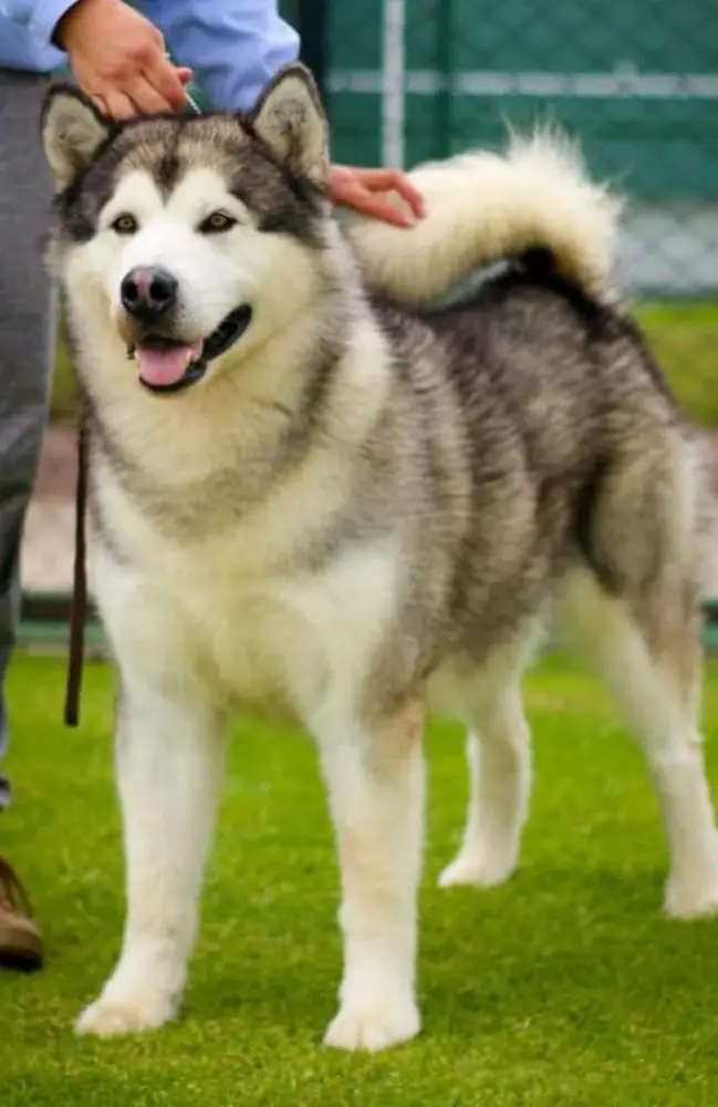 ROMEO II KOBUCK NOATAK