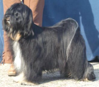 KASHI NOTORIOUS FROM ALILAH