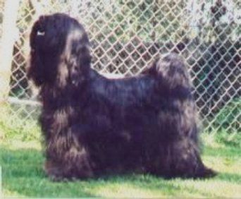 DSCHOWO'S BO-MI WANGTHANG