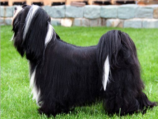 ADOMINOS TO-JO`S APEEL AT DOGS WISDOM