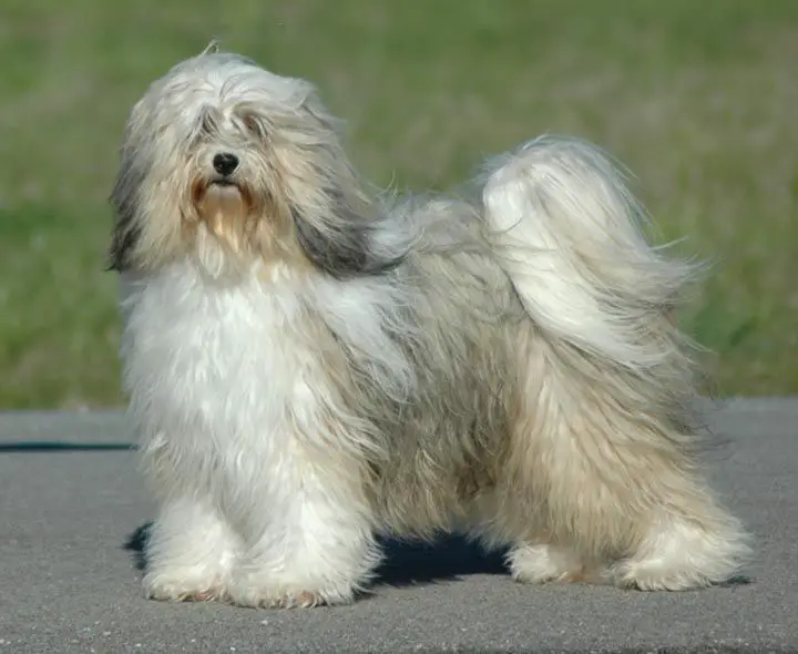 Sunclipse deals tibetan terriers