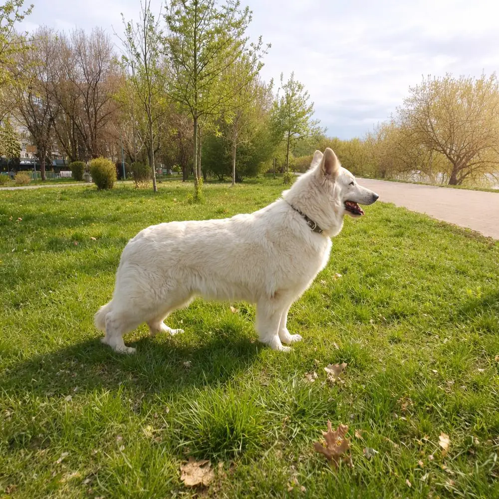 Fairy Lady of Ice Gem