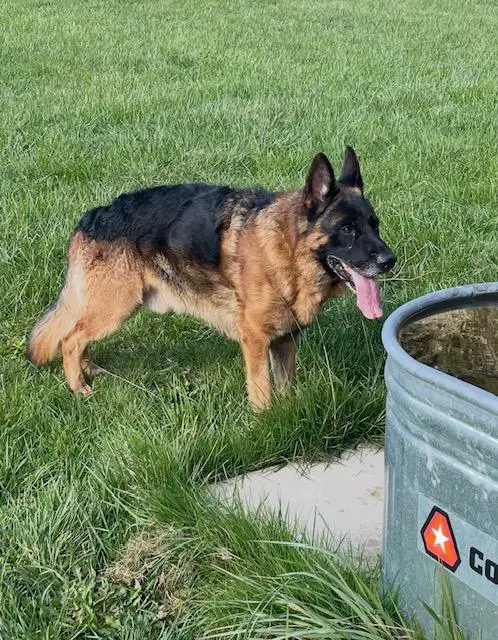 Xinco vom Fichtenschlag