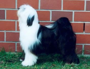 SCHANTI'S XANDRA LAMLEH