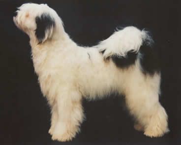 SCHANTI'S XARO LAMLEH
