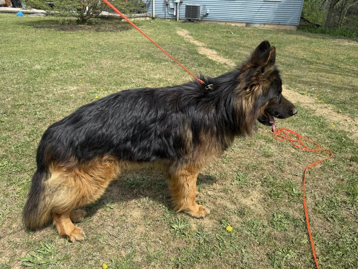 Sir Myles Vom Team Margel