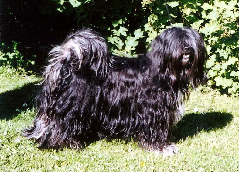 MALISHAR'S ANGIE OF TARAGIRI