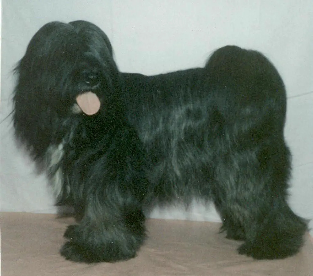 TARAGIRI NYIMA