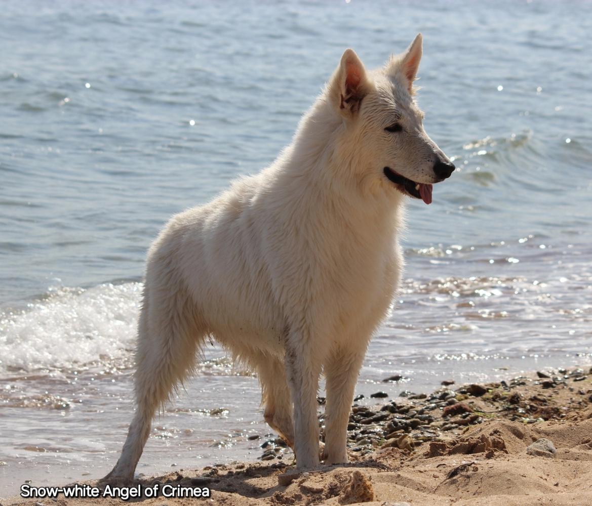 VYATSKIY VOLK Vanilla