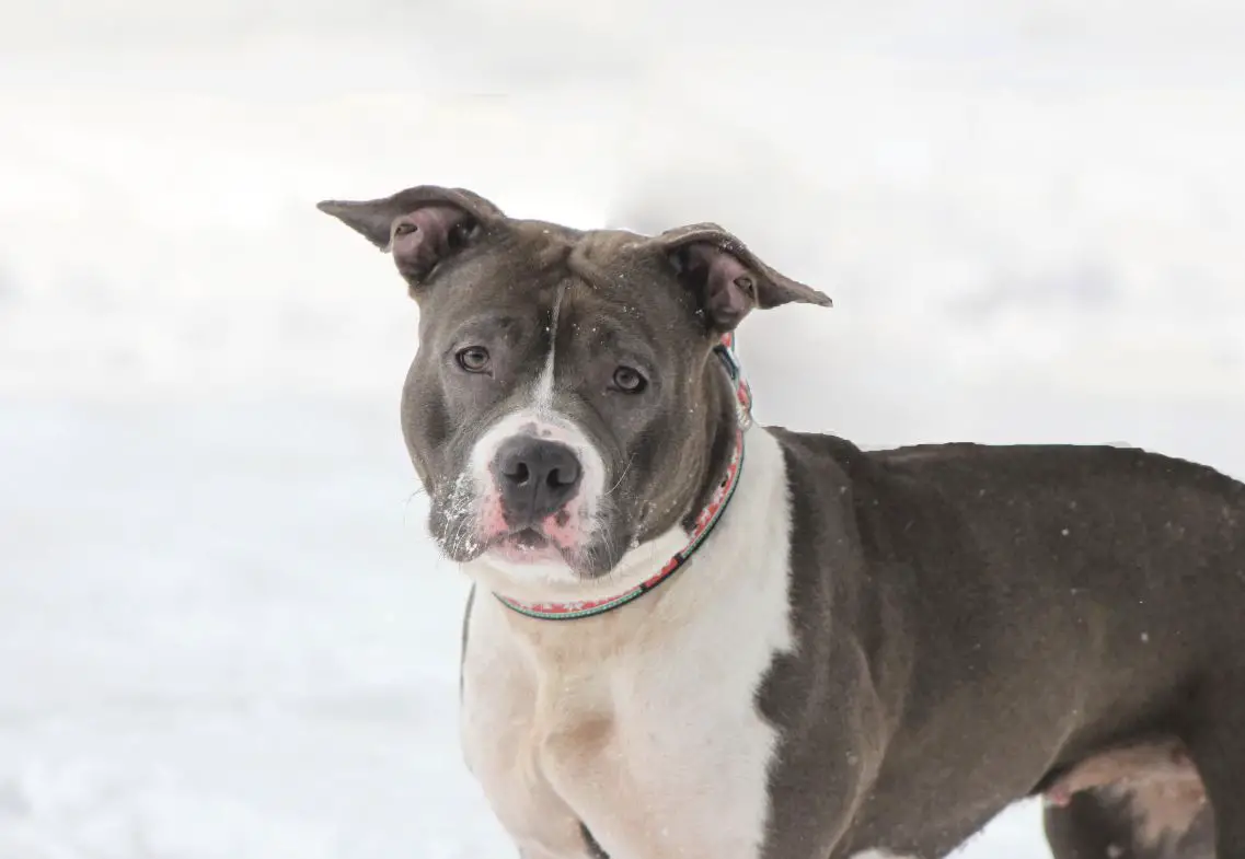 European sales staffordshire terrier