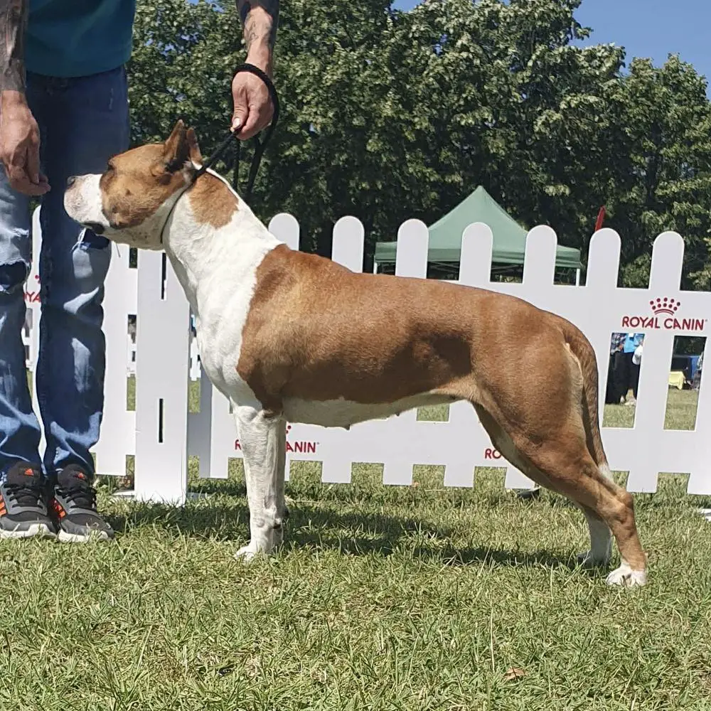 Praetorian Staff Killer Queen