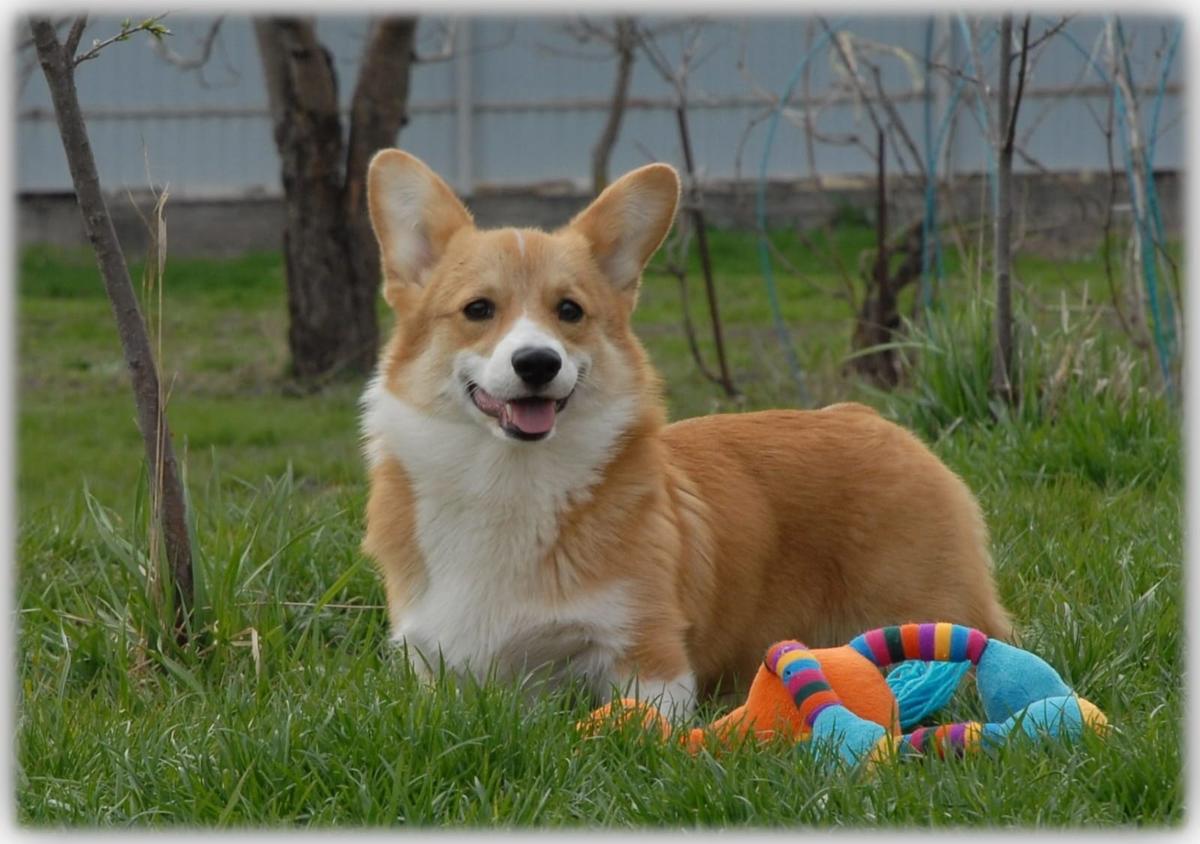 Калашникхоф питомник вельш корги сайт. Корги идут друг за другом. Корги в краснодаре. Корги пемброк щенок. Порода собак вельш корги.