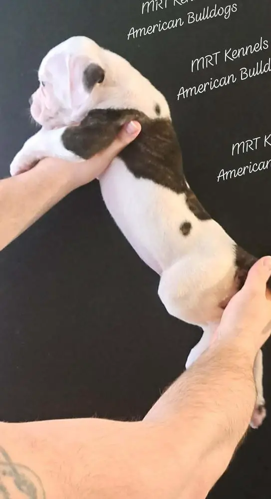 MRT's Rebel Rouiser Moose