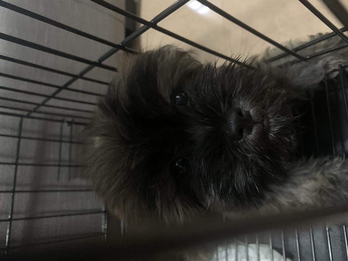Choco