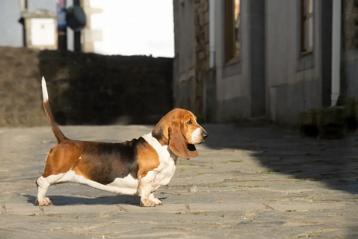 FOREVER LONG EARS PERFECT HARMONY