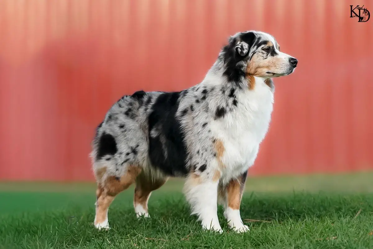 Coolmoor Vesper Daughter of the Sea