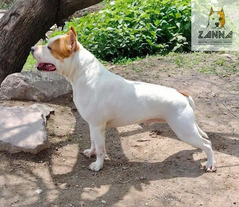 Zanna’s Frozen Delight