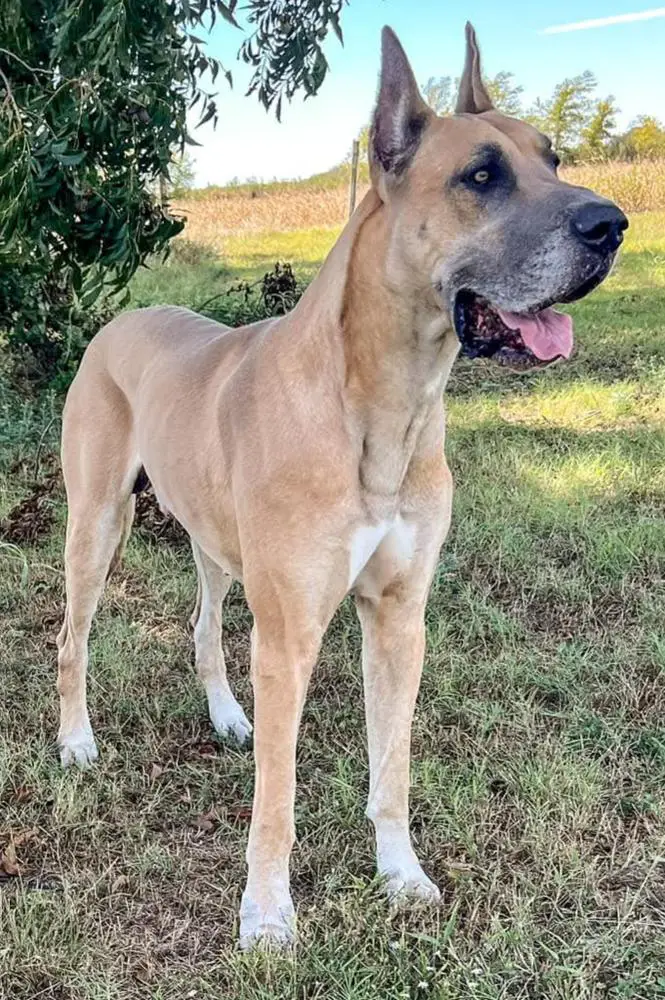 Bluelined's Arctic Yukon