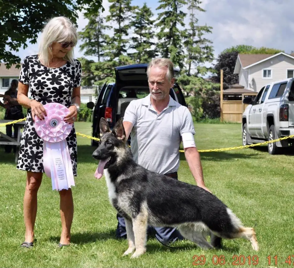 Timberline kennels hotsell german shepherds