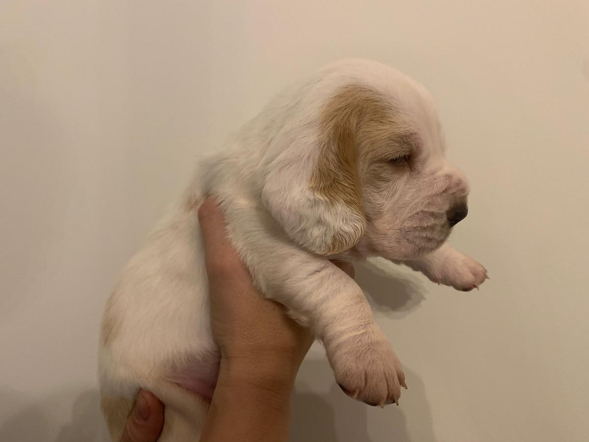 DAISY CANEM BARROSA