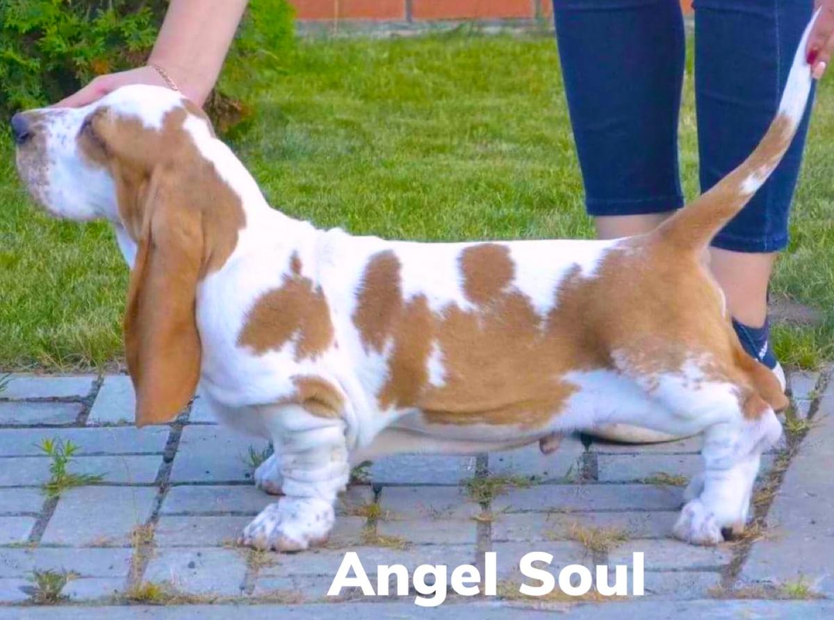Zhenavi Angel Soul