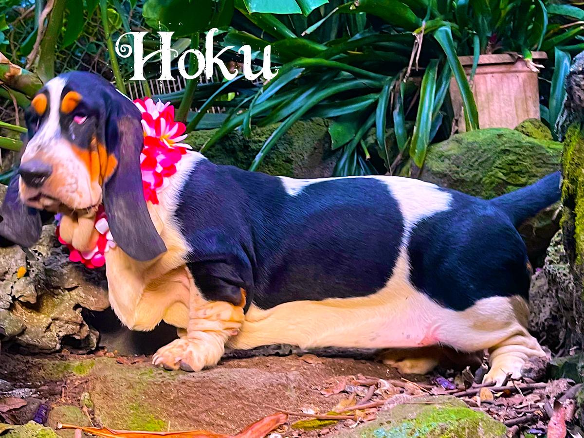 Sun’Hawaii Hoku Waikiki Spirit