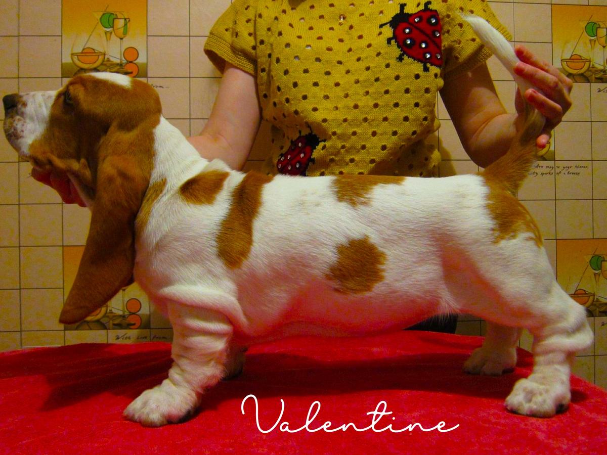 Valentine Love Potion IZ Stalnogo Kraya