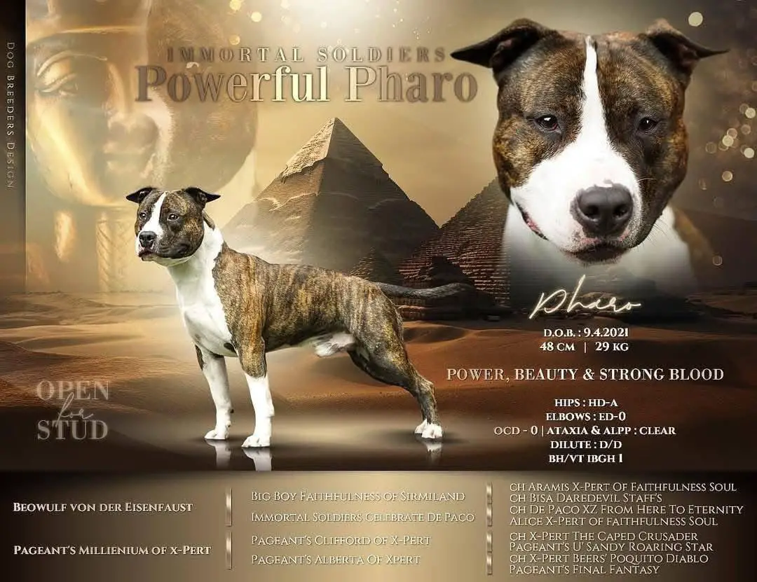 Immortal Soldiers Powerful Pharo