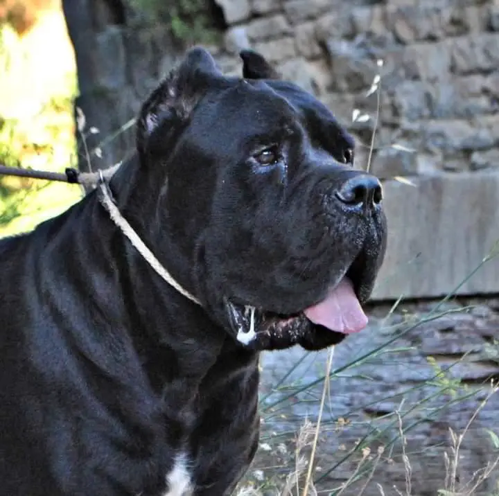 Nerone dei Molossi Dell'Angra