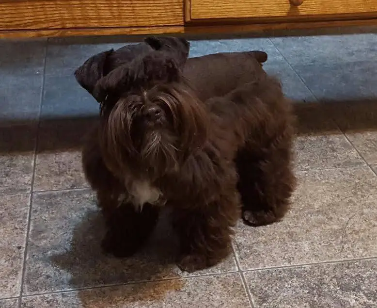 CAROLINA LEGACY'S RUDY