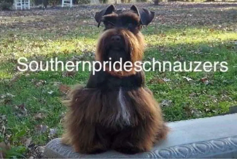 SOUTHERN PRIDE'S JUST CRUISING ALONG