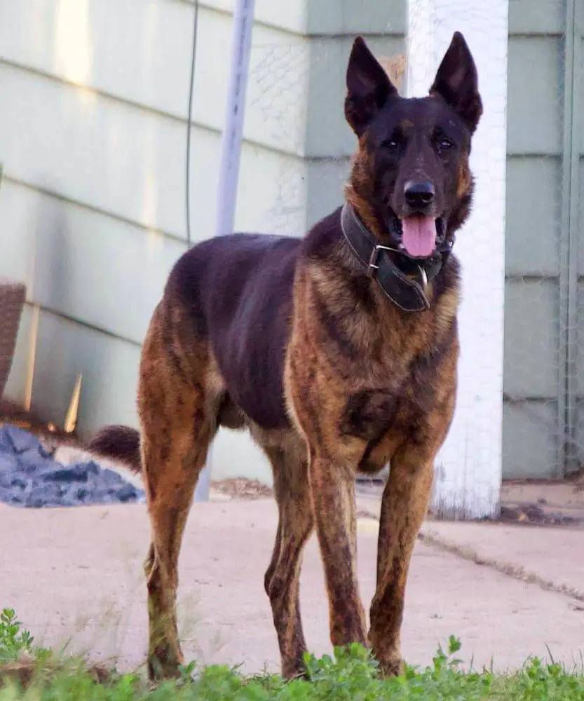 Blue Dottes Ruger