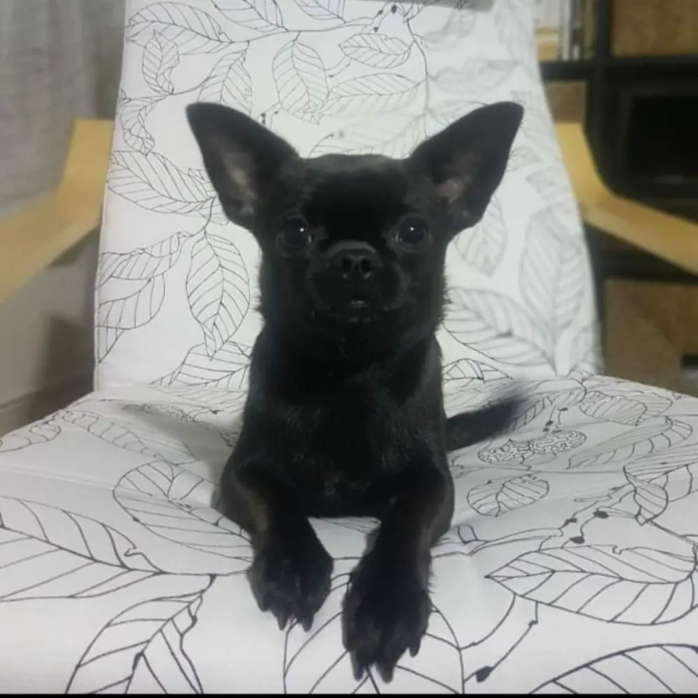 Nutella Smyrna Chihuahua