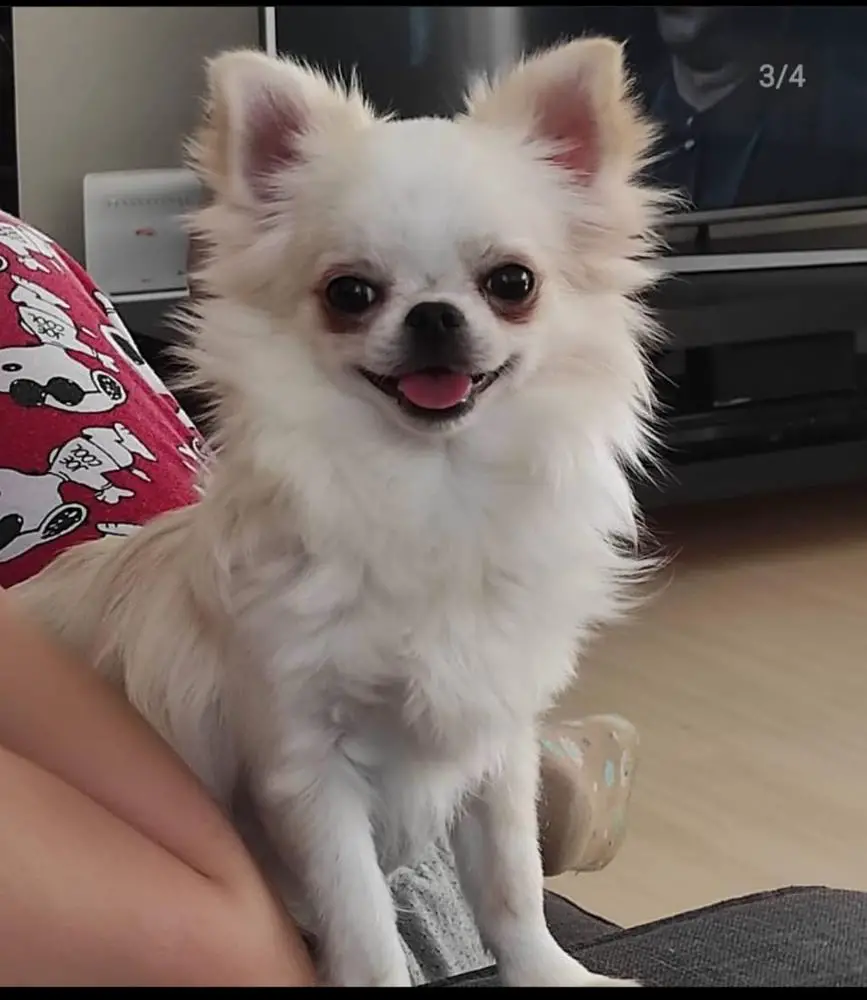 Sid Smyrna Chihuahua