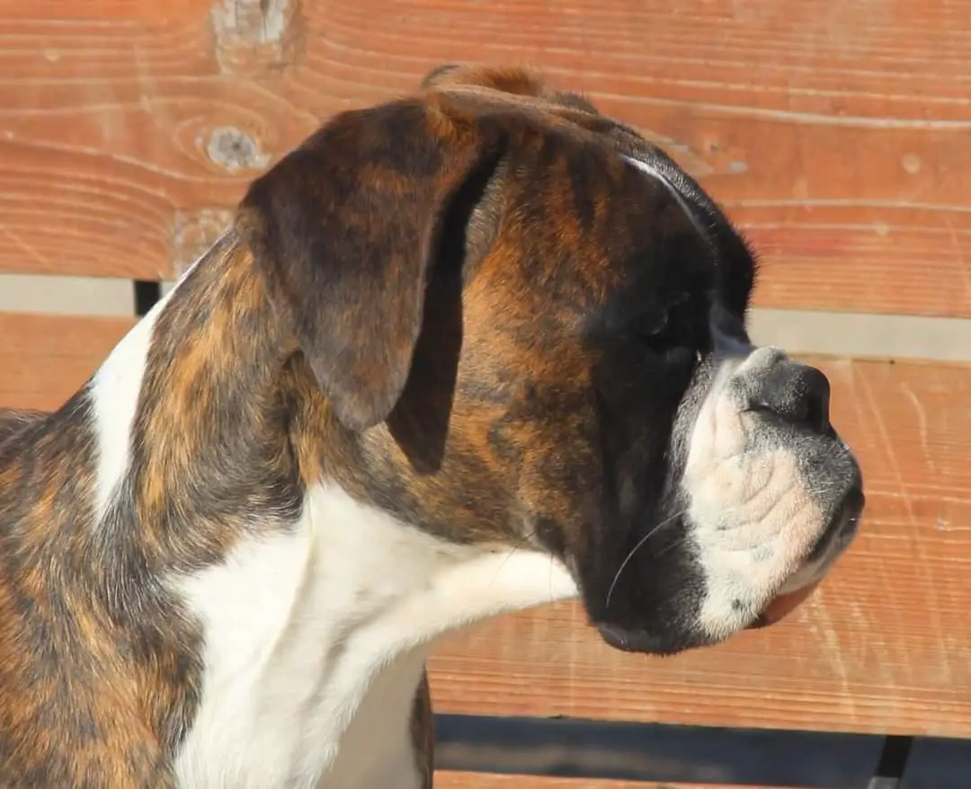 Artemis for Valahus Kennel