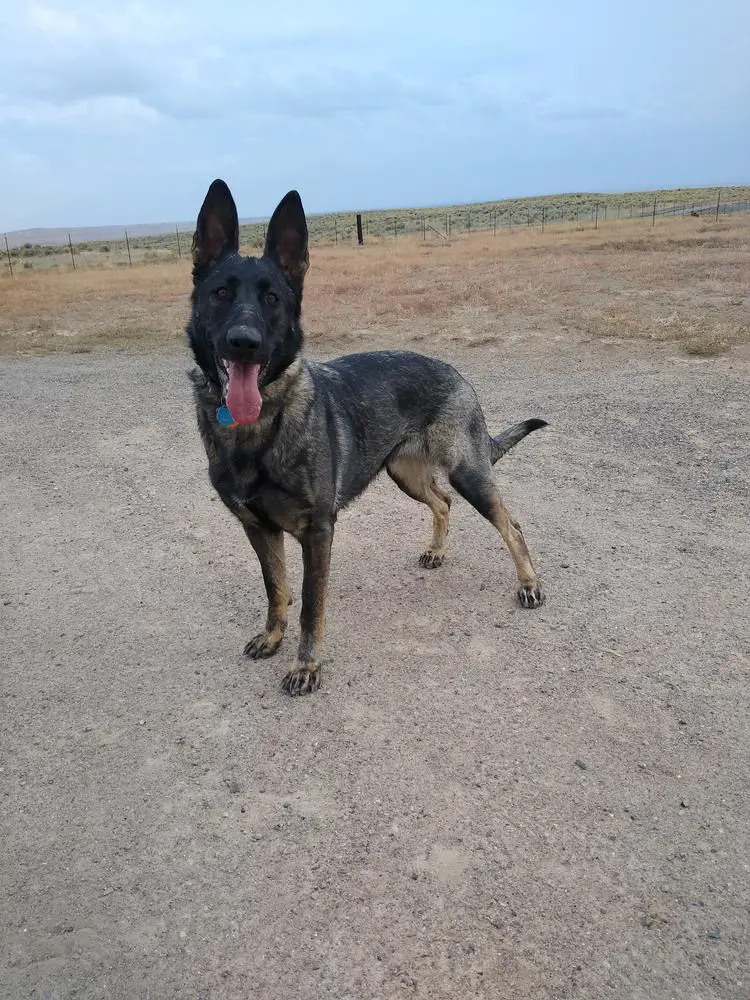 Vom berk shop haus german shepherds