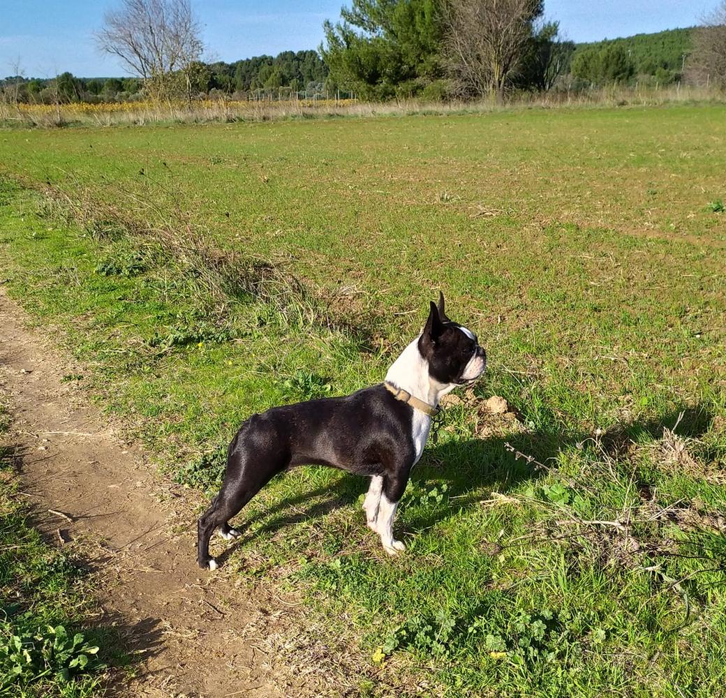 Ode à L'Amour de L'Esprit du Chien