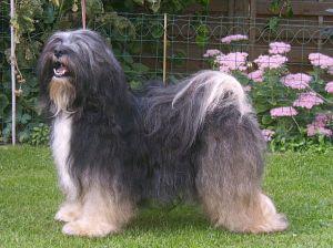 NOTORIOUS NADIS LAMLEH VON DER LOBENBREITE