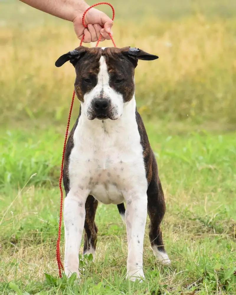 Oltenia Dog S Beast From The East