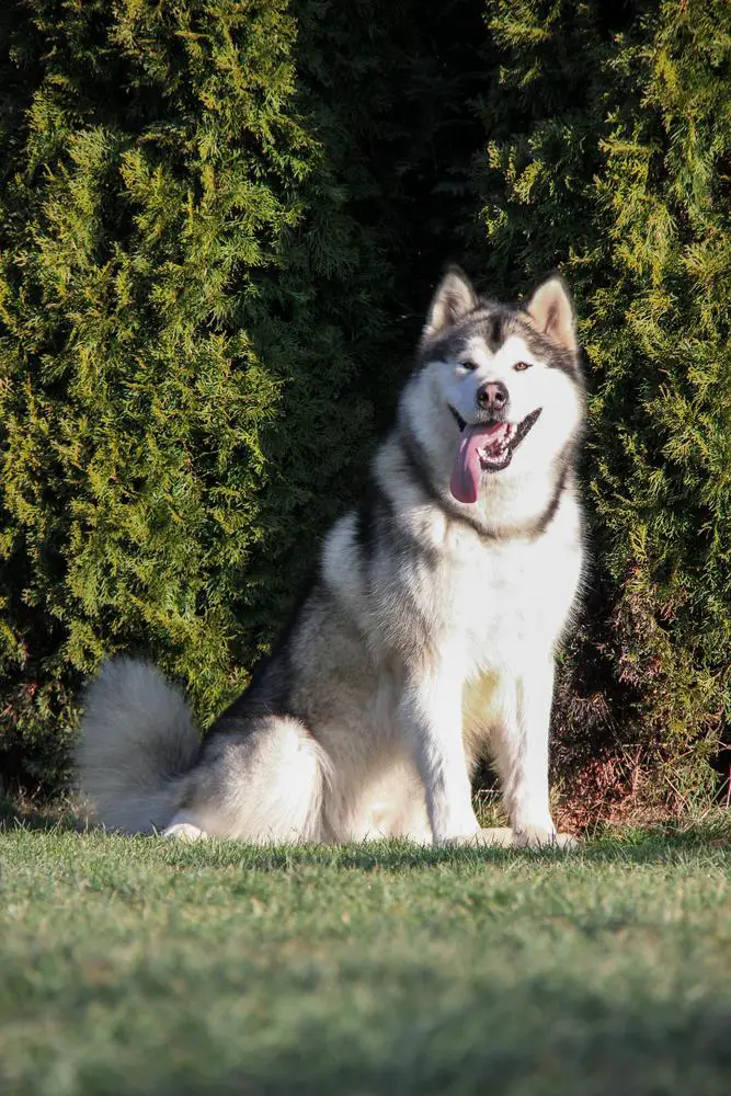 King malamute shop