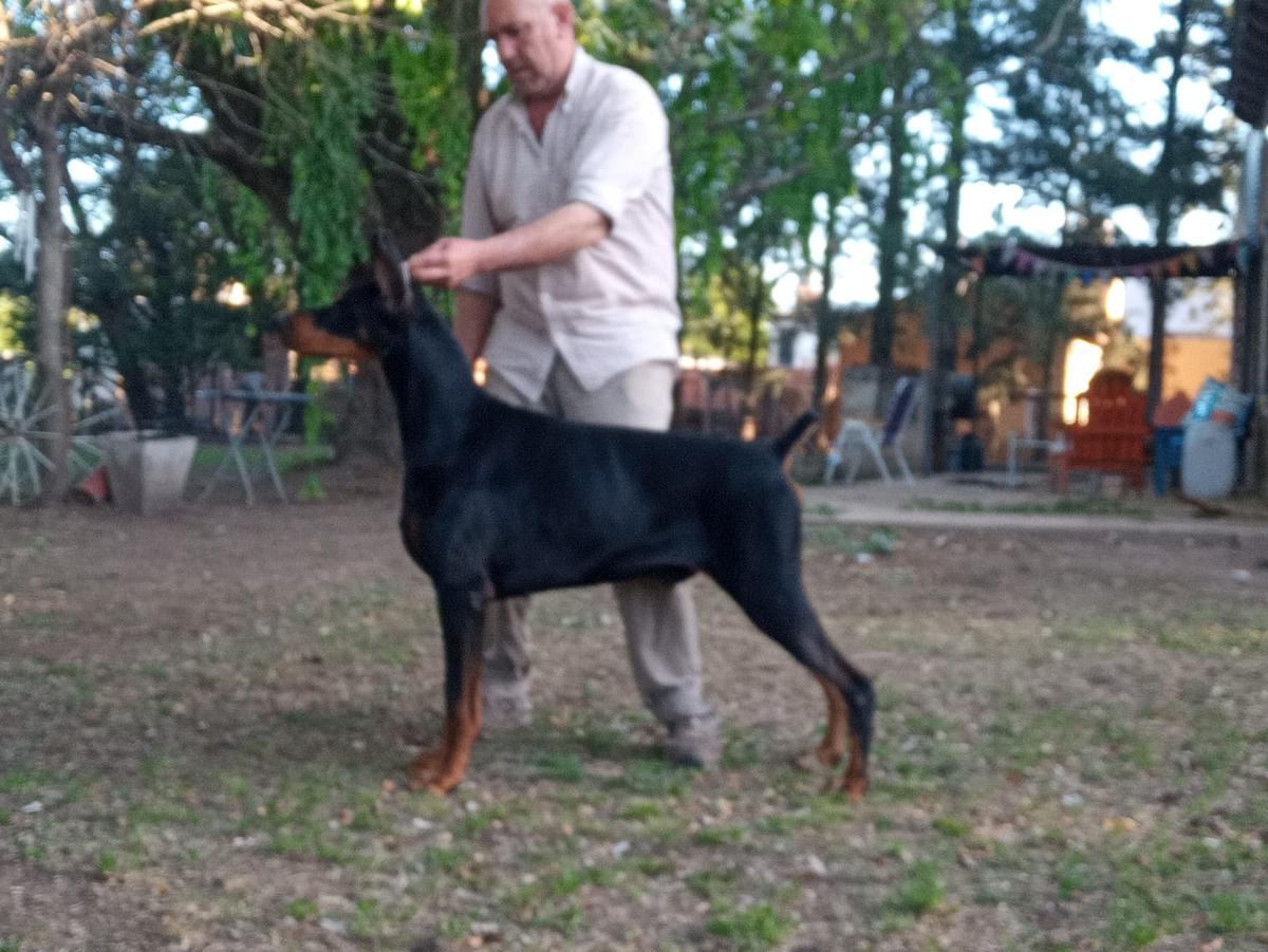 Gordon del Genoves