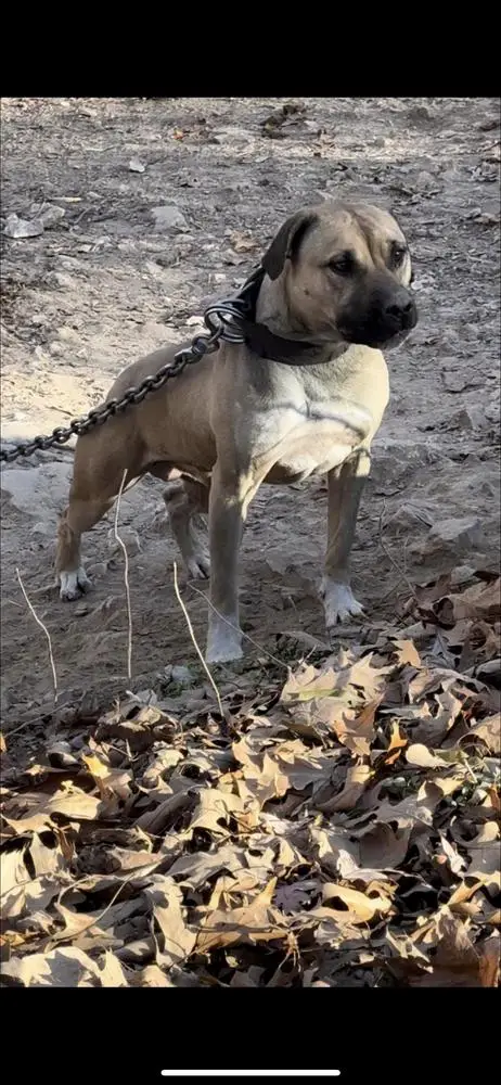 RDK's Buck
