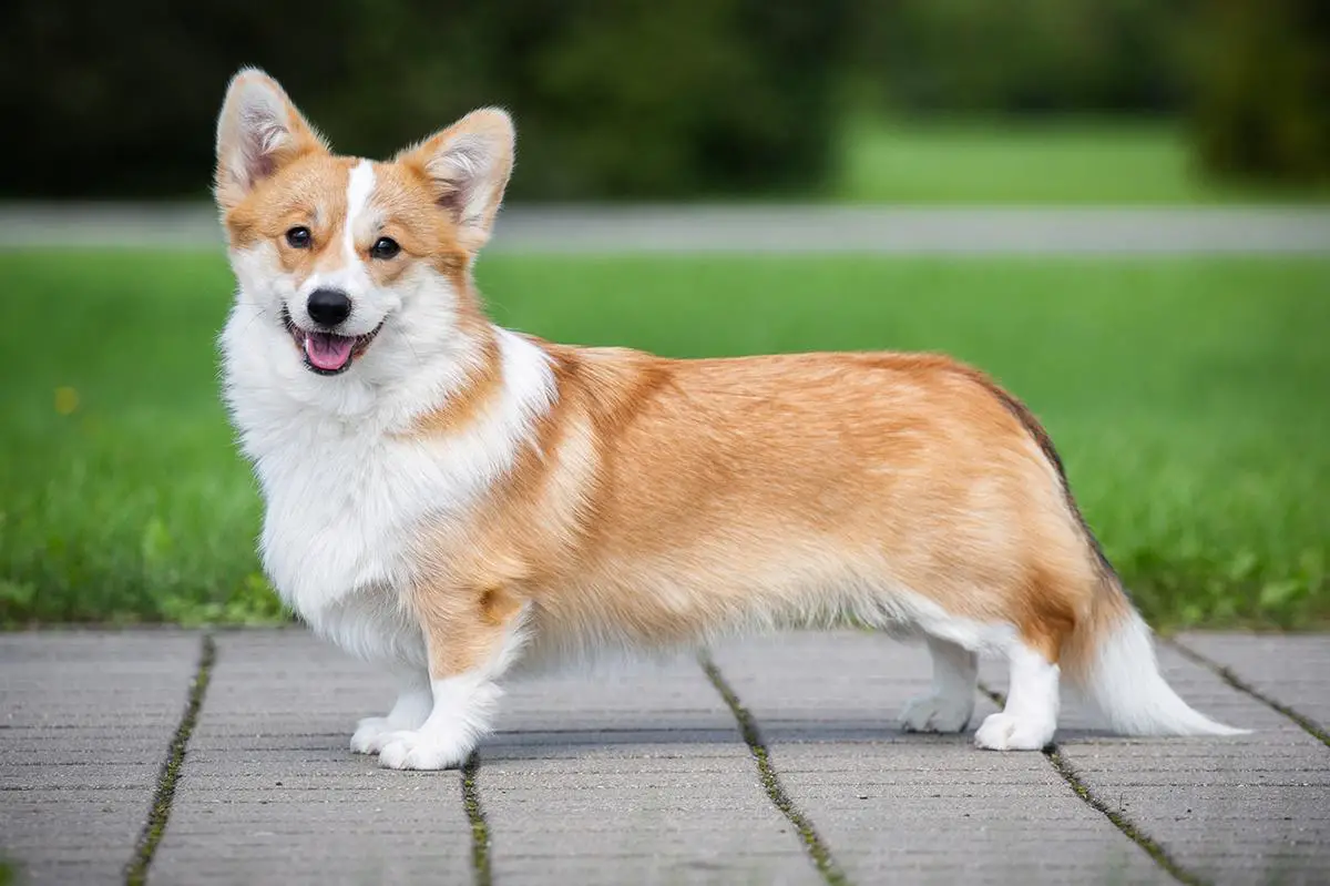 Blonde corgi shop