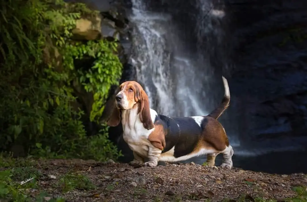 BRAVE BASSET I´M STILL SHINNING