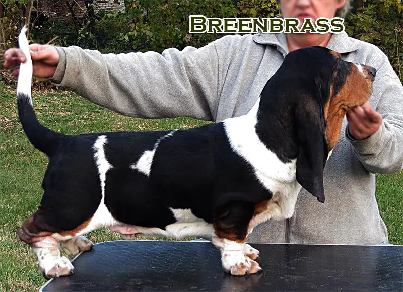 Van Damme Hollywood BREENBRASS